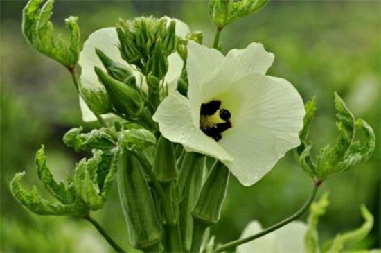 秋葵如何剪枝,4个步骤修剪秋葵枝条