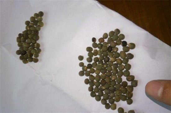 秋葵如何催芽，选取种子浸泡催芽