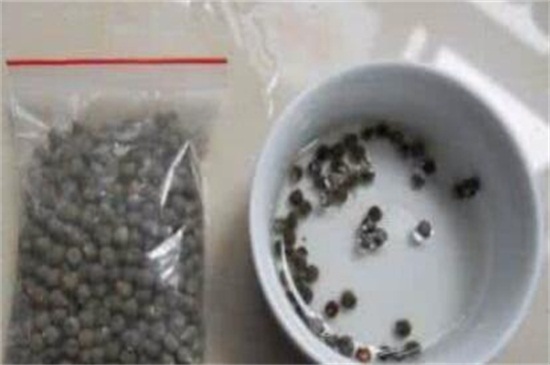 秋葵如何催芽，选取种子浸泡催芽