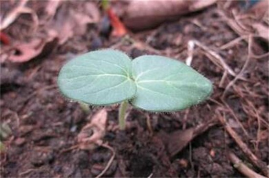 秋葵如何催芽，选取种子浸泡催芽