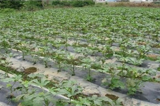 秋葵一年种几次,在4~8月份种植两次