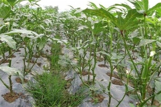 秋葵一年种几次,在4~8月份种植两次