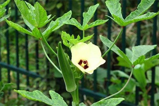 秋葵一年种几次,在4~8月份种植两次