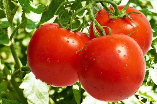 露天西红柿如何管理