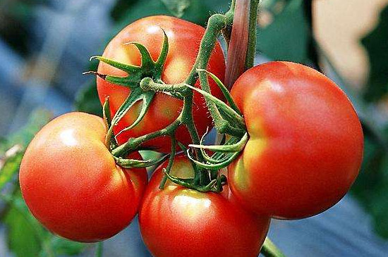 露天西红柿如何管理