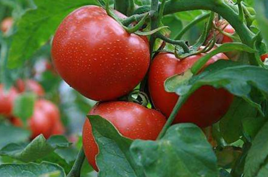 露天西红柿如何管理