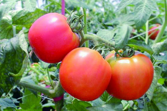 西红柿长虫子打什么药