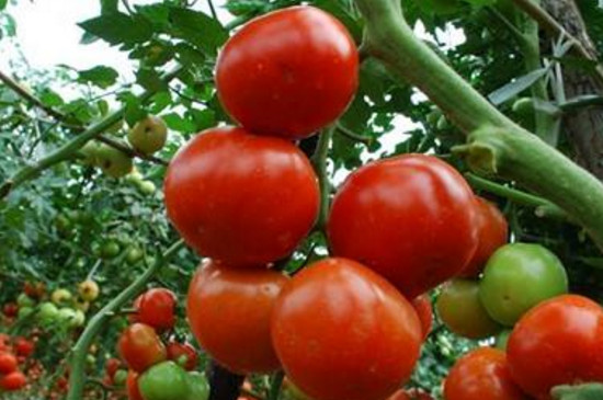 西红柿挂果后如何管理