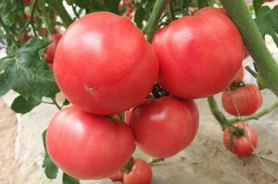 西红柿挂果后如何管理