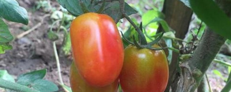 西红柿的密度是多少?
