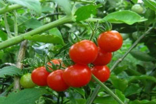 西红柿的密度是多少?