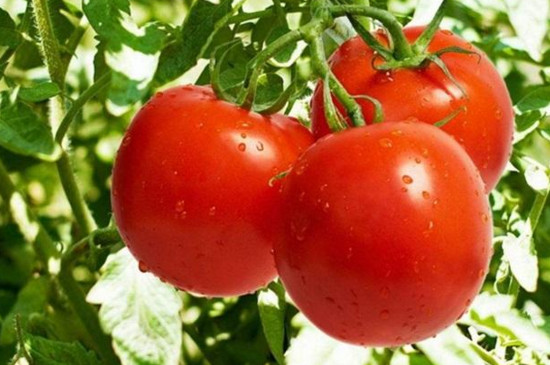 西红柿开花到成熟多久