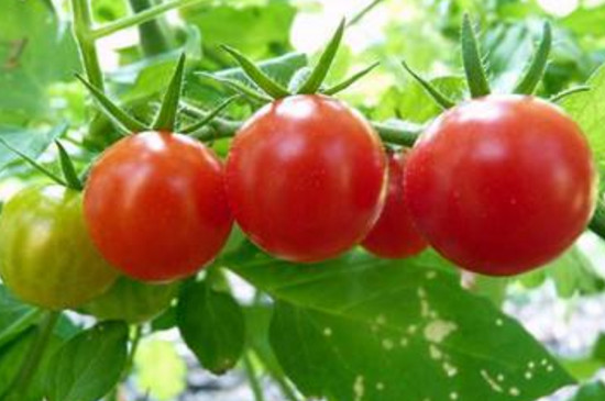 西红柿什么季节成熟