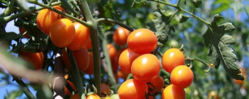 小西红柿栽培办法