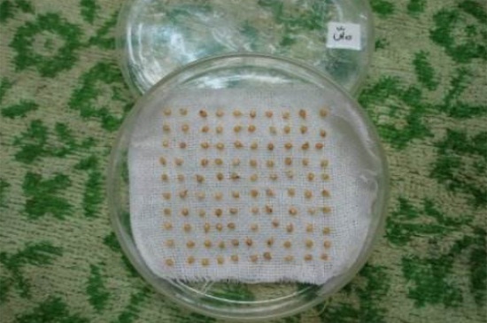 小西红柿栽培办法