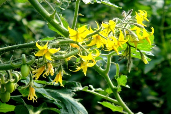 小西红柿栽培办法