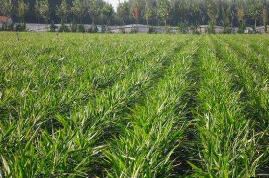 生姜要种多久，6～7个月之久方可收割