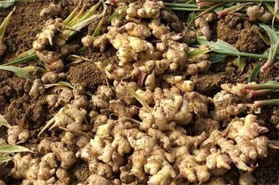 生姜种植办法技术，大棚内整地松土后控温养护