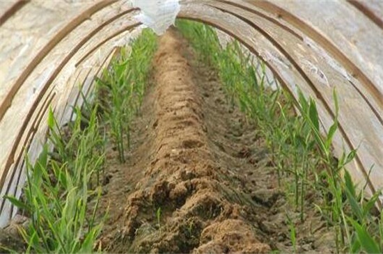生姜种植办法技术，大棚内整地松土后控温养护