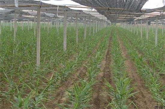 生姜种植办法技术，大棚内整地松土后控温养护
