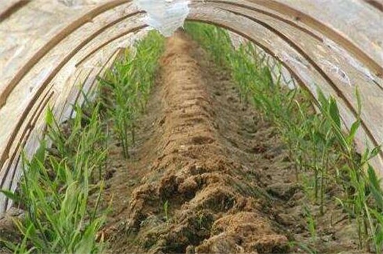 生姜如何种植才高产，基肥充足修剪打顶养护