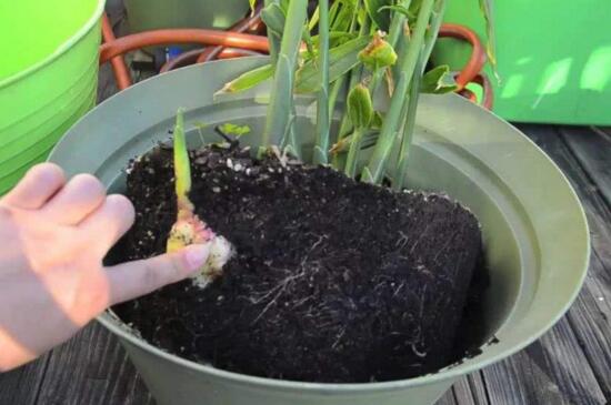 盆栽生姜越冬办法,温水浇灌充足光照