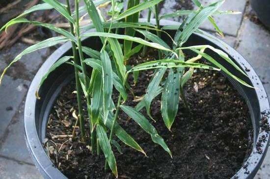 盆栽生姜越冬办法,温水浇灌充足光照
