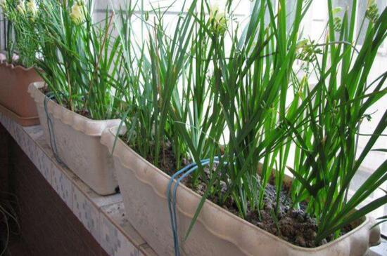 盆栽生姜越冬办法,温水浇灌充足光照