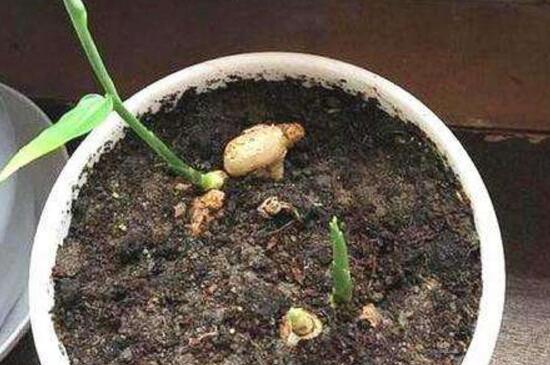 盆栽生姜越冬办法,温水浇灌充足光照