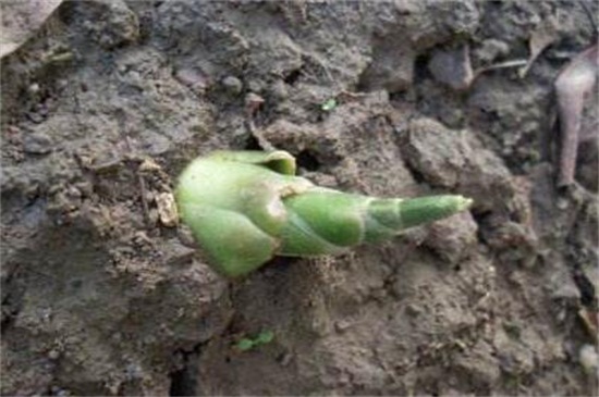 生姜生长周期多长时间，一般在210天左右