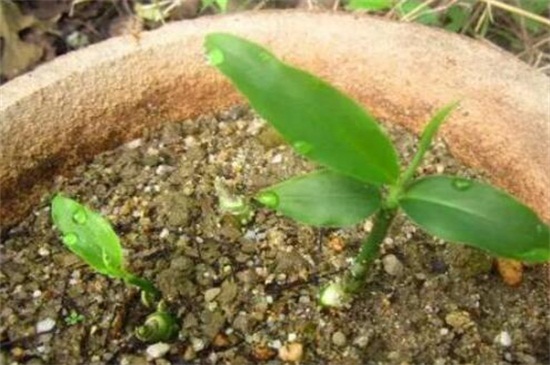 花盆生姜的种植办法，芽眼向上种进花盆