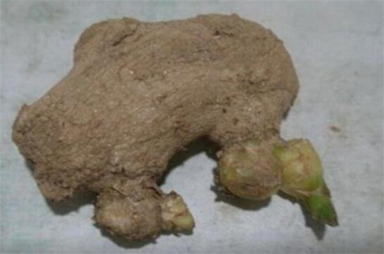 花盆生姜的种植办法，芽眼向上种进花盆