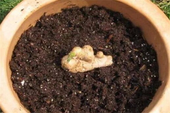 花盆生姜的种植办法，芽眼向上种进花盆