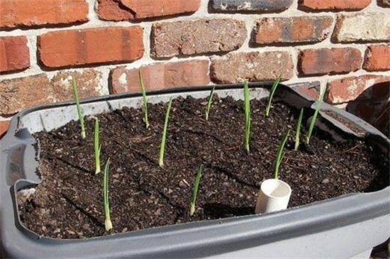 花盆生姜的种植办法，芽眼向上种进花盆
