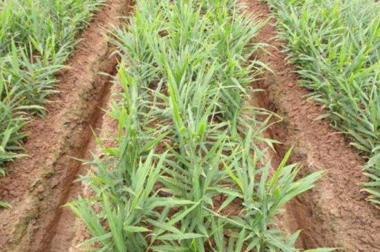 生姜栽培办法，去除顶芽埋入透气土壤中