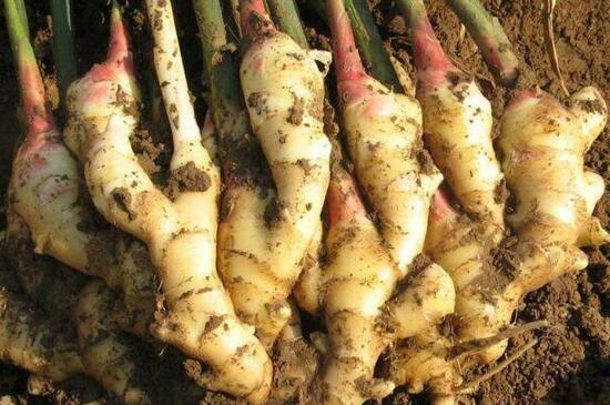 生姜栽培办法，去除顶芽埋入透气土壤中