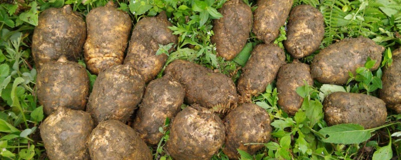 天麻的种植办法