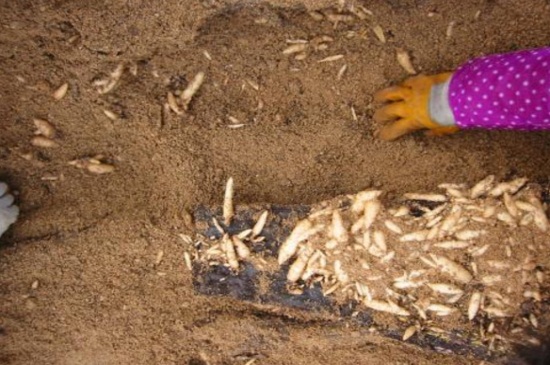 天麻的种植办法