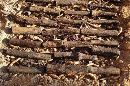 天麻的种植办法