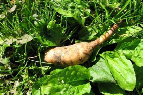 天麻的种植办法