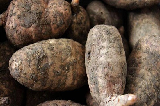 天麻无土栽培办法