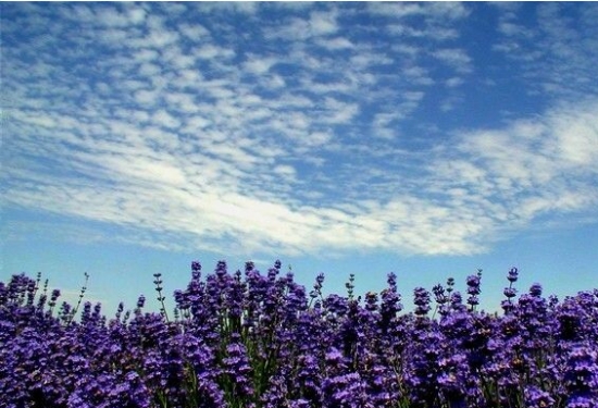 熏衣草花期：花期长,花香迷人醉