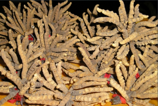 冬虫草的功效与作用：冬虫夏草不可生吃