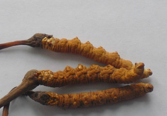 冬虫草的功效与作用：冬虫夏草不可生吃