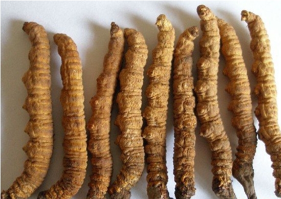 冬虫草的功效与作用：冬虫夏草不可生吃