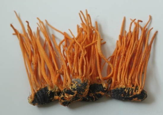 冬虫草的功效：扶正固本，增强人体免疫力