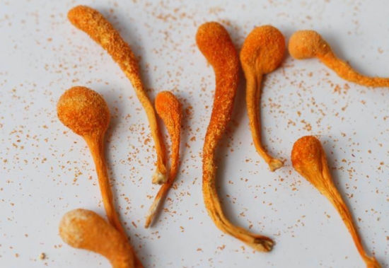 冬虫草的功效：扶正固本，增强人体免疫力