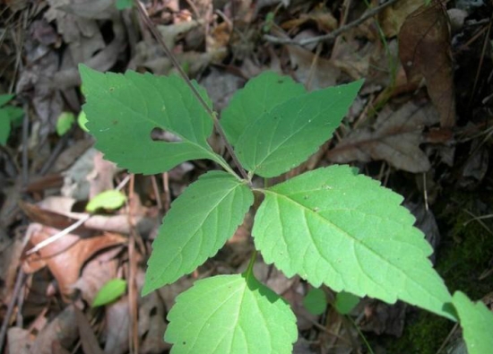 透骨草的功效与作用：孕妇忌用透骨草