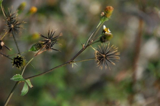 鬼针草的功效与作用：孕妇忌服