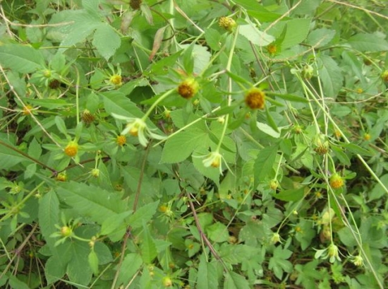 鬼针草的功效与作用：孕妇忌服